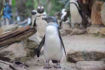 Pinguin Picassa macht Kunst