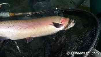 April 6 Fishing Report: Fish nearing spawn at Pyramid; flows ramping up on the Truckee