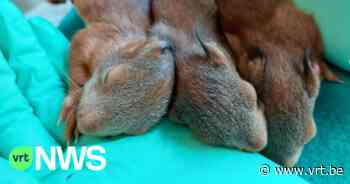 Uitzonderlijk veel eekhoorns in vogelopvangcentrum Brasschaat-Kapellen: "De stevige wind is grote boosdoener" - VRT NWS