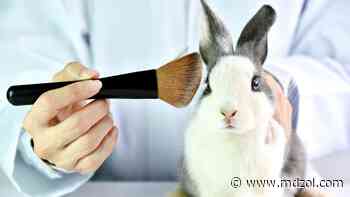 Cómo elegir correctamente productos libres de crueldad animal - MDZ Online