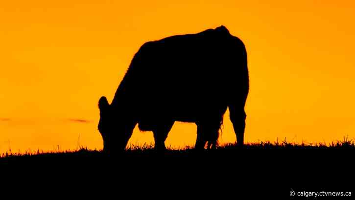 RCMP investigate after cows found dead, skinned in Alberta hamlet