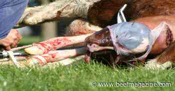 Be prepared to assist during calving: Part II