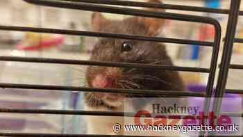 RSPCA rescue hamster abandoned on Pembury Street, Dalston - Hackney Gazette