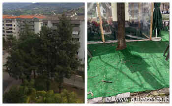 Cosenza "Alberi martoriati da processionaria e finto prato di un bar. Il Comune intervenga" - Quotidiano online
