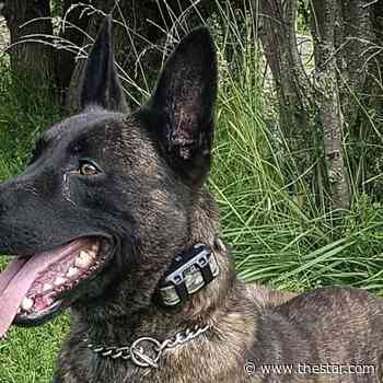 Durham K-9 takes bite out of crime in trailer theft - Toronto Star