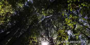 Il piano per riforestare l’Europa dopo due anni è fermo al palo - Panorama