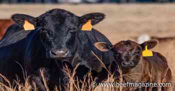 Managing replacement heifers: Reproductive tract scoring