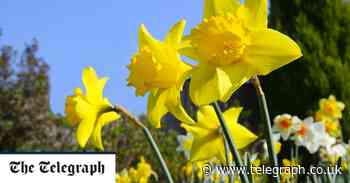 The latest threat to our lives? Daffodils in Cornwall, apparently - The Telegraph