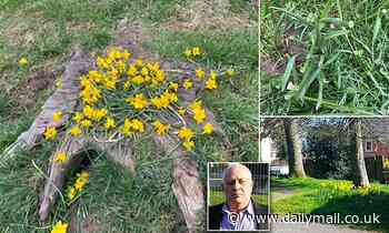 Cornwall council bans daffodils - in case people EAT them: Move branded 'totally bonkers' - Daily Mail