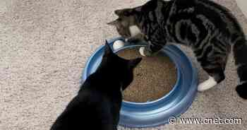 The Best Cat Toys, According to Our Favorite Felines     - CNET