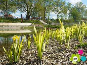 Blumenschmuckwettbewerb in Eppingen - Eppingen.org