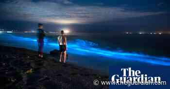 ‘Aurora of the sea’: luminous plankton light up New Zealand shores - The Guardian