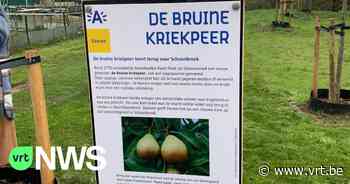 Bruine kriekpeer komt terug naar geboortegrond in Ekeren - VRT NWS