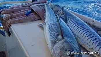 Spanish mackerel fishers fear for future of 'mismanaged fishery'