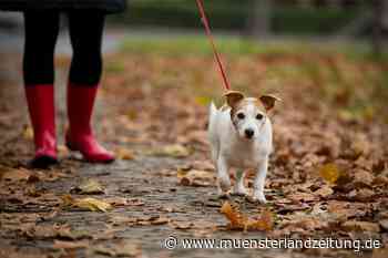 Verschmutzte Gehwege: Ermahnungen wirken meist – früher oder später - Münsterland Zeitung