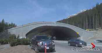 Construction begins on Alberta’s 1st wildlife overpass outside a national park