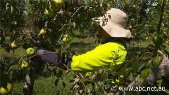 We're going to see the true cost of food this month as fruit and veg pickers are paid minimum wage