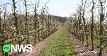 Borgloon zet extra parkings en stewards in om wildparkerende bloesemtoeristen te voorkomen - VRT NWS