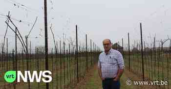 Teler uit Borgloon laat druivenranken 2,5 meter hoog groeien: "Druiven op stelten, tegen vorstschade" - VRT NWS