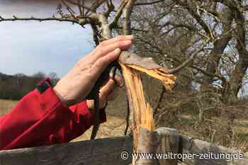 Marl: Vandalismus auf der Obstbaumwiese - Waltroper Zeitung