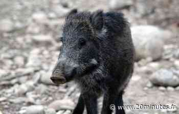 Nice : Les sangliers, de plus en plus remarqués en ville, ont « toujours été présents » et sont « juste moins… - 20 Minutes