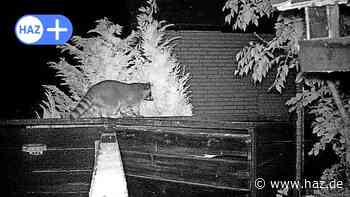 Sehnde: Wildkamera in Höver hält zwei Waschbären fest - HAZ