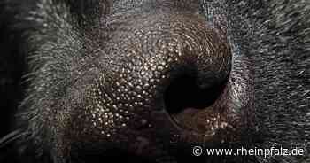 Hund warnt seine Herrchen vor Rauchgas - Bruchsal - Rheinpfalz.de