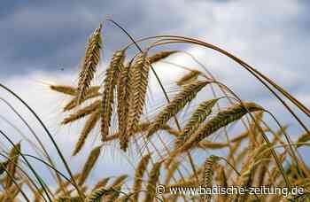 Keine Chance für mehr Weizenfelder - Breisach - Badische Zeitung