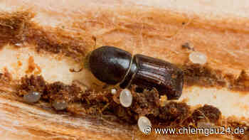 Traunstein: Sturmschäden müssen jetzt zügig aufgearbeitet werden - chiemgau24.de