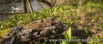 Bärlauch und seine giftigen Doppelgänger: Kräuterpädagogin bietet Führung an - Traunsteiner Tagblatt