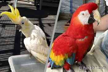 Beautiful Exotic Birds Available for Adoption in Rhode Island - Fun 107