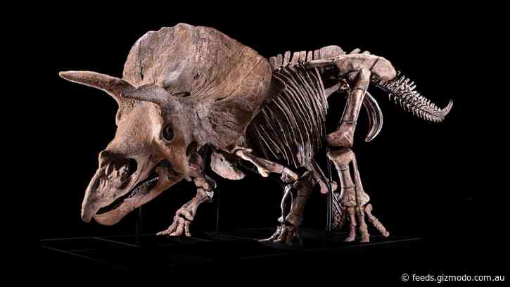 Famous ‘Big John’ Fossil Is More Evidence That Triceratops Fought Each Other