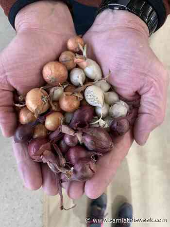 Versatile onions can satisfy almost any palate | Sarnia & Lambton County This Week - Sarnia and Lambton County This Week