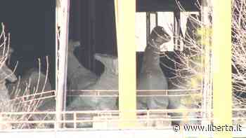 Paladino chiede 400mila euro per i cavalli. Fondazione: "L'opera lascerà Piacenza" - Libertà