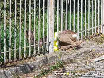 Colleferro, capriolo trovato in città e salvato - La Nuova Tribuna