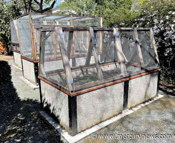 Concord couple outsmarting rodents with garden cages - The Mercury News