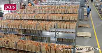 Online-Supermarkt Knuspr in Bischofsheim erntet Erfolg - Echo Online