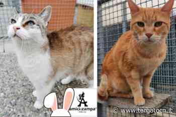 Domenica 10 aprile: festa di Pasqua da Amici di Zampa di Alba - TargatoCn.it