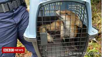 Rabid fox bites nine people on US Capitol Hill