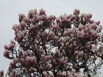 Auch das heutige Wetter hält die Blüten zusammen ! - Lutherstadt Wittenberg - myheimat.de - myheimat.de