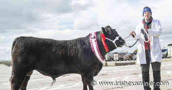 Knockeevan Uno number 1 at Munster Angus Sale - Irish Examiner