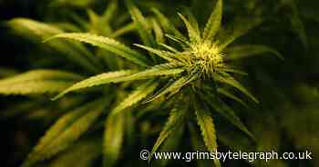 Cannabis to be tested by 5000 Britons during pain-relief trial - Grimsby Live