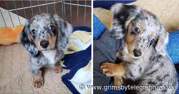 Warning over fake puppy scam circulating on Facebook Marketplace - Grimsby Live