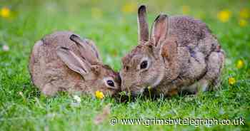 Rabbits will be withdrawn from sale and adoption over Easter - Grimsby Live