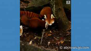 WATCH:  Sydney’s Taronga Zoo names red panda cubs