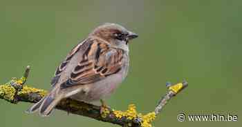Doe jij mee aan het huismussentelweekend? | Liedekerke | hln.be - Het Laatste Nieuws