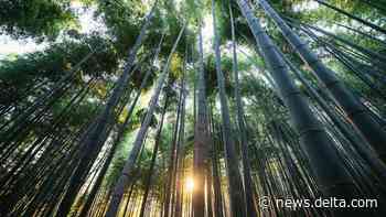 Delta invests in TPG Rise Climate to accelerate innovative climate solutions - Delta News Hub