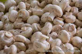 B.C. mushroom farms fined $650000 for releasing 'lethal' effluence - Delta Optimist