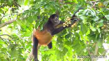 Research Supports “Drunken Monkey” Hypothesis: Humans Inherited Love of Alcohol From Primate Ancestors