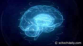 Scientists Unveil How Our Memories Are Stored: The Format of Working Memory